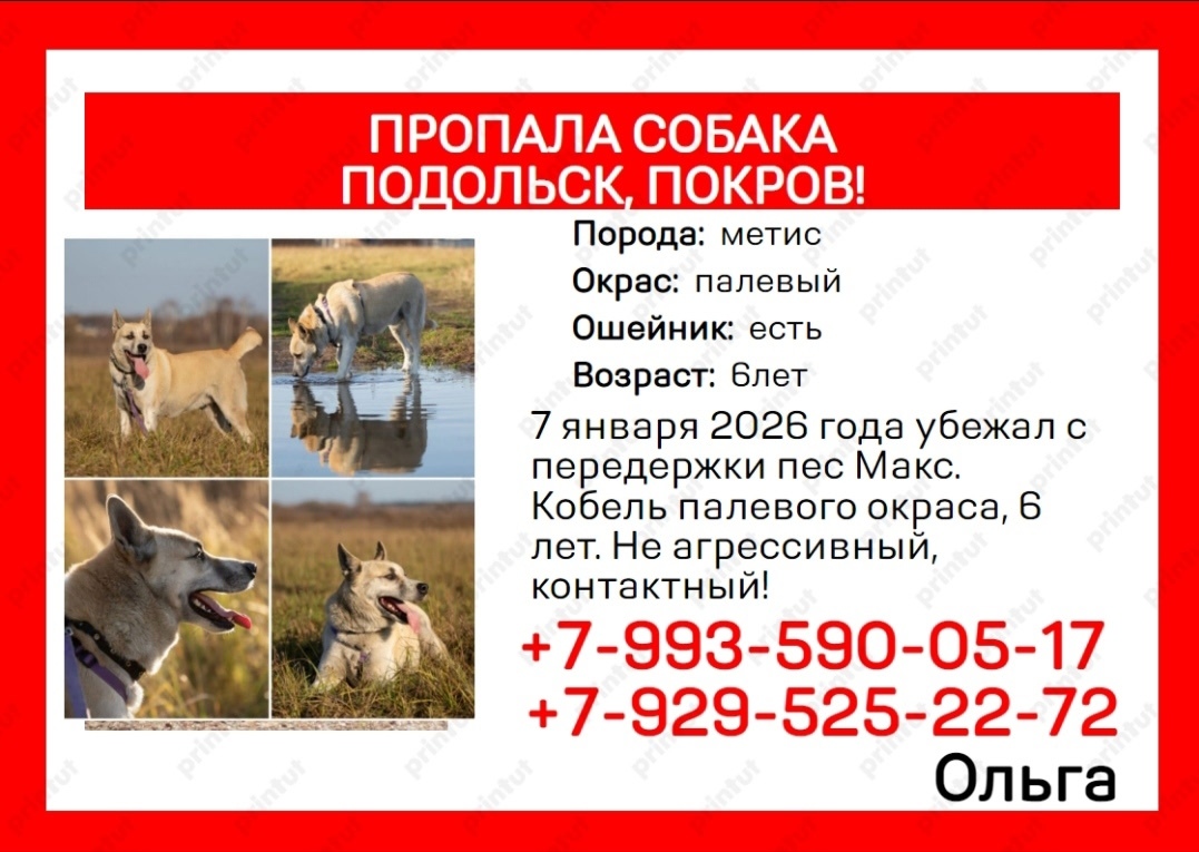 Пропала собака в Подольске — фото объявления