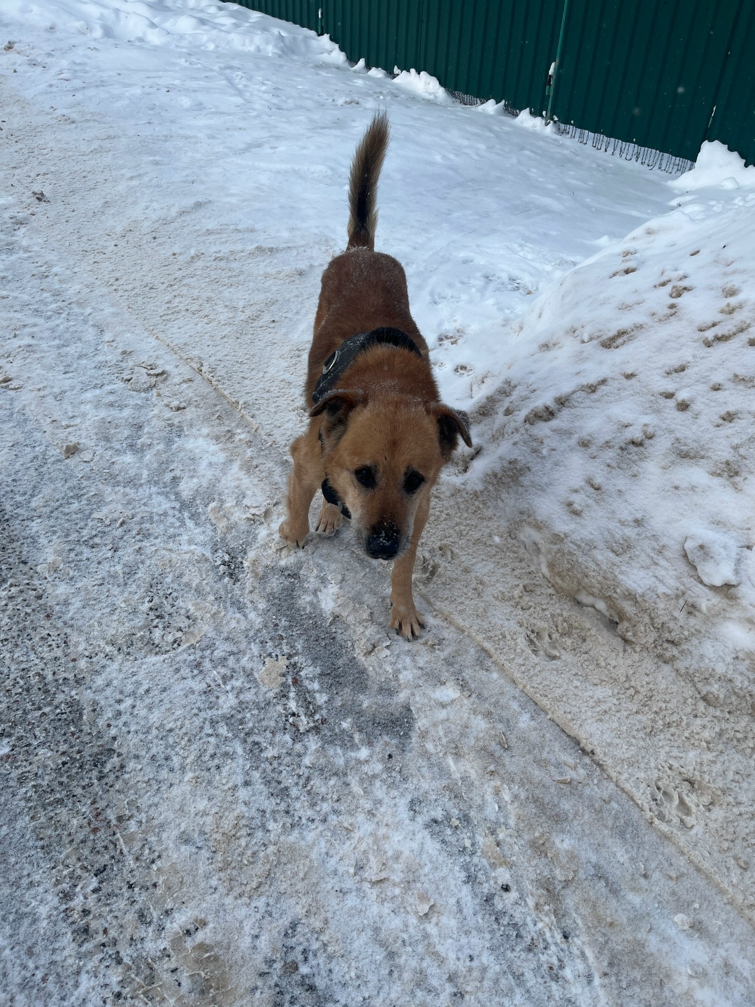 Найдена собака в Подольске — фото объявления