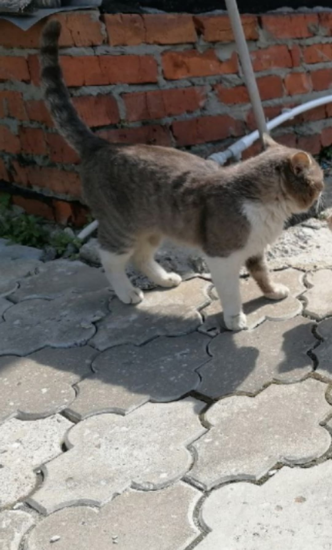 Пропала собака в Подольске — фото объявления