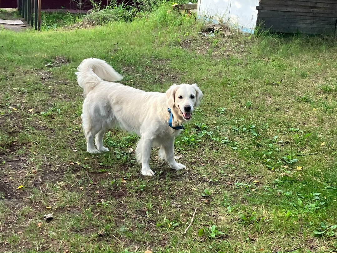 Пропала собака в Подольске — фото объявления