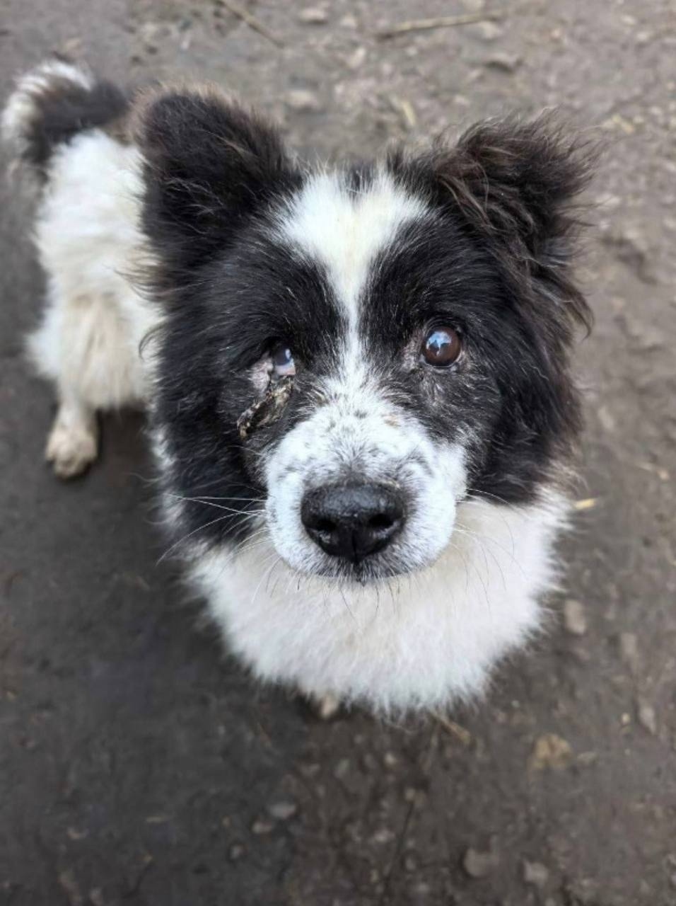 Пропала собака в Подольске — фото объявления