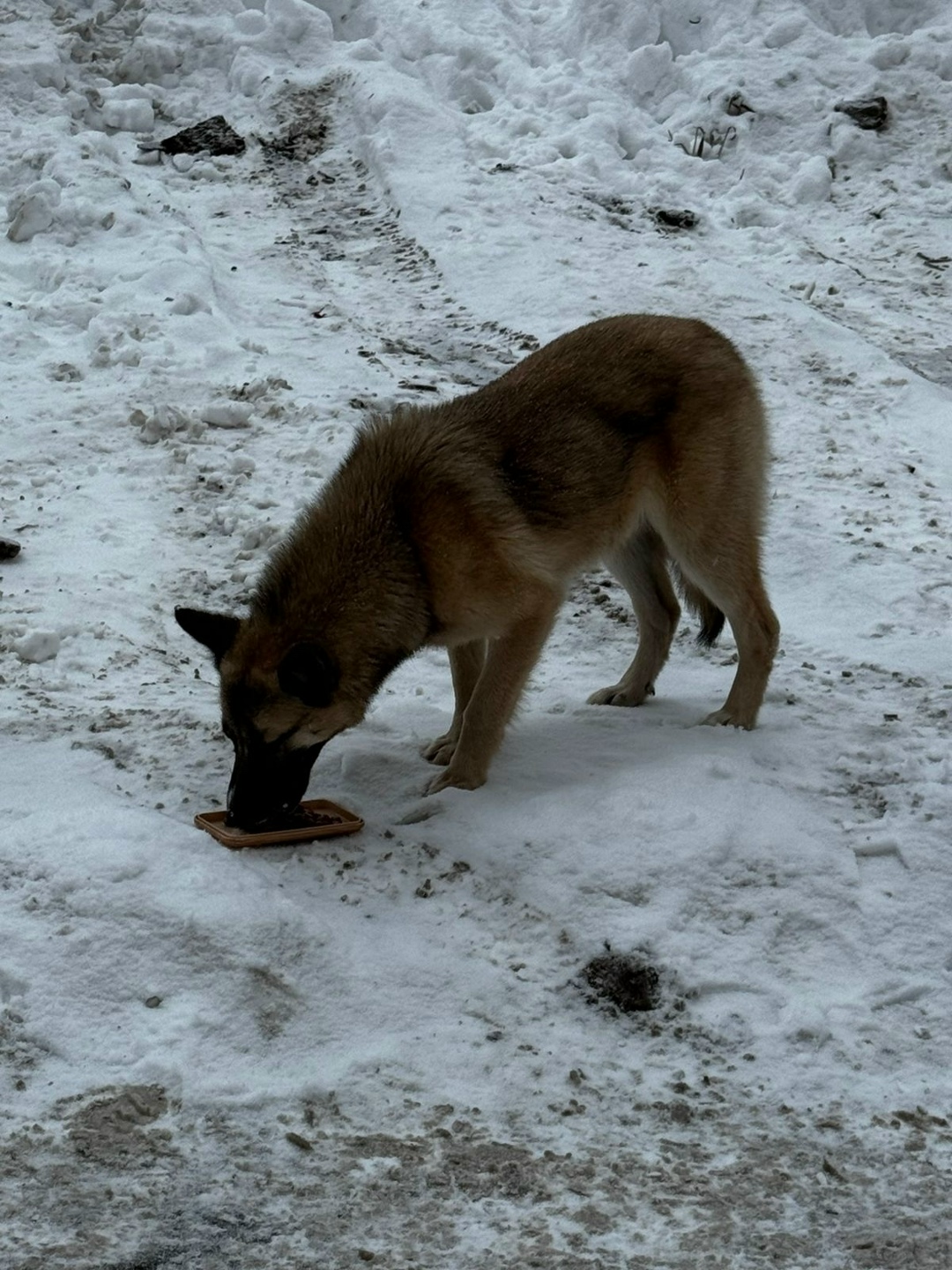 Найдена собака в Подольске — фото объявления