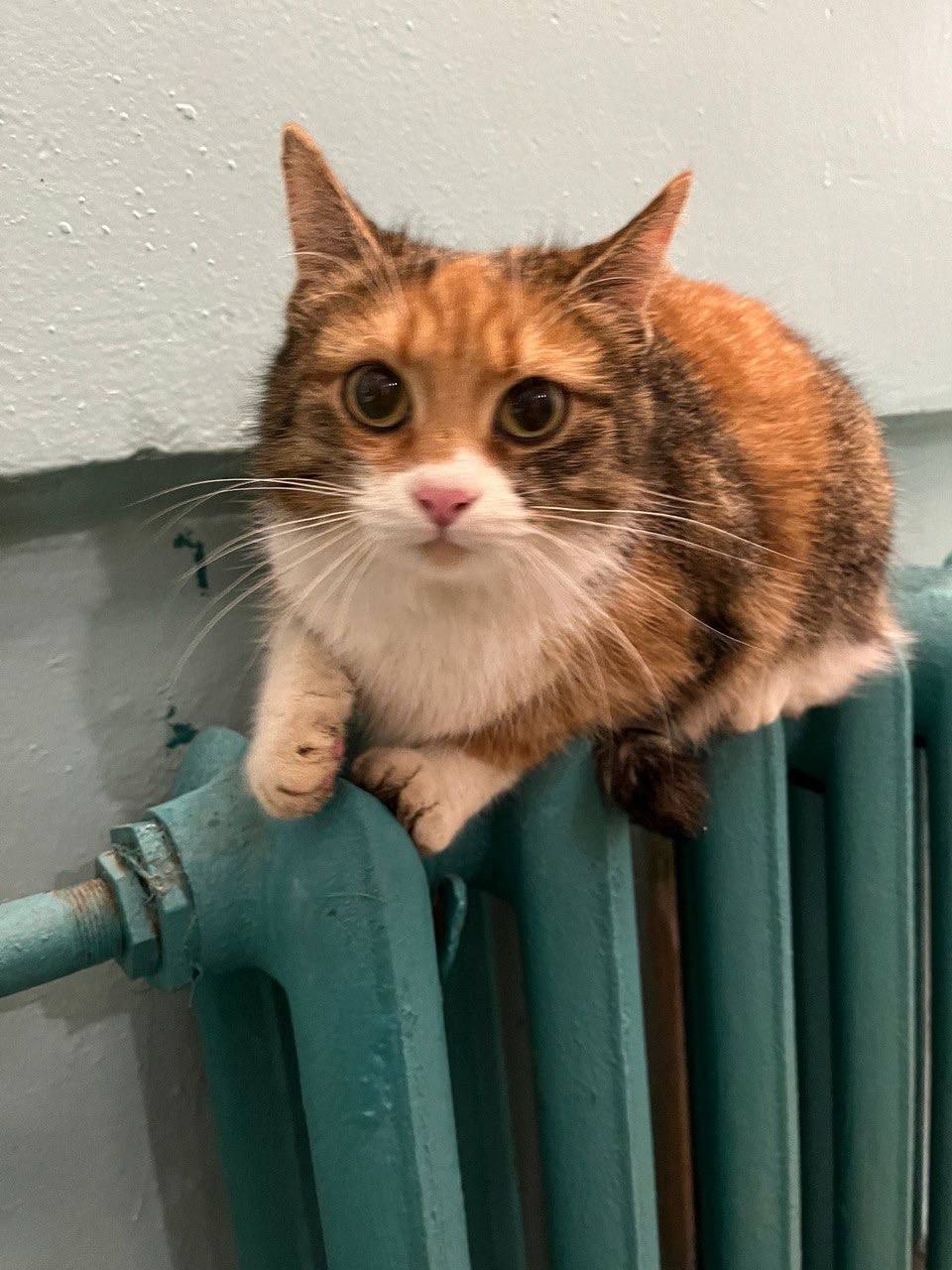 Найдена кошка в Подольске — фото объявления