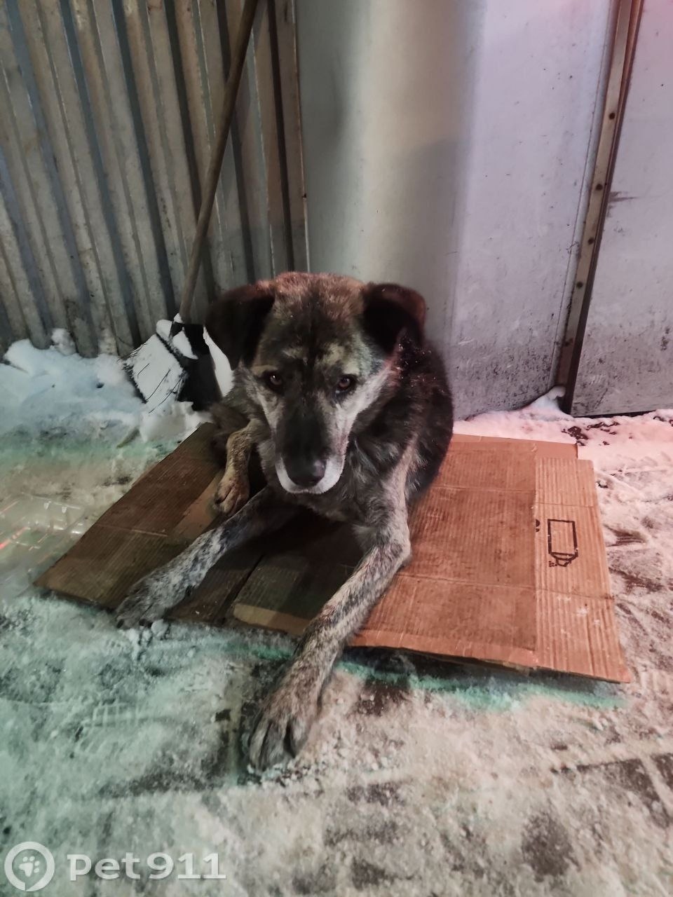 Найдена собака в Подольске — фото объявления