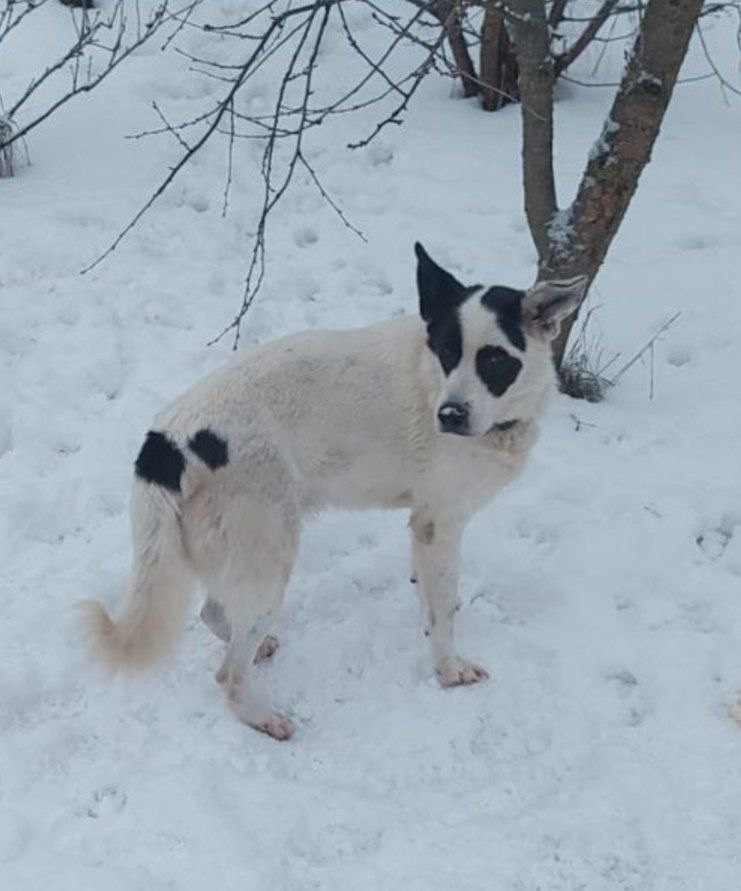 Пропала собака в Подольске — фото объявления