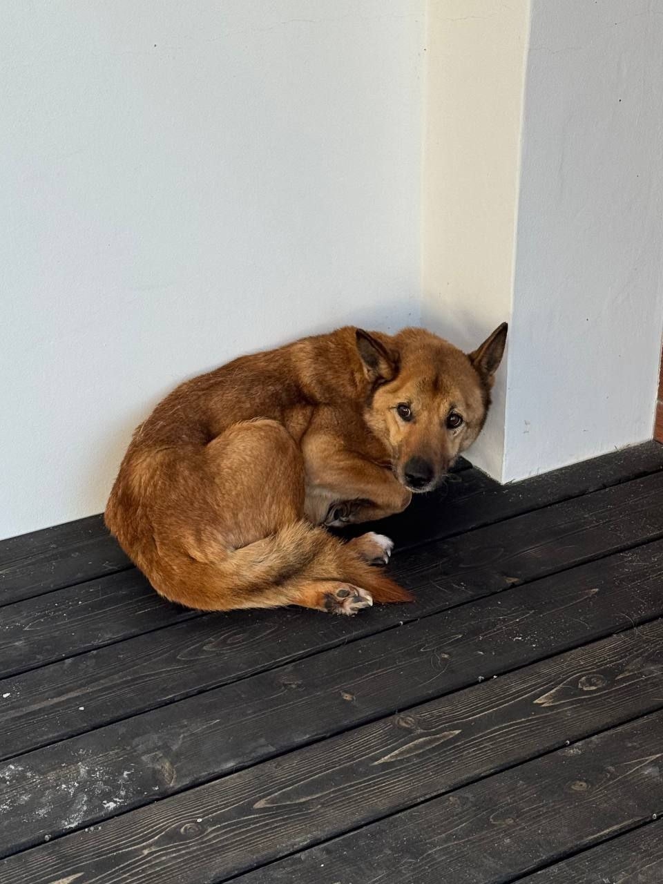 Пропала собака в Подольске — фото объявления