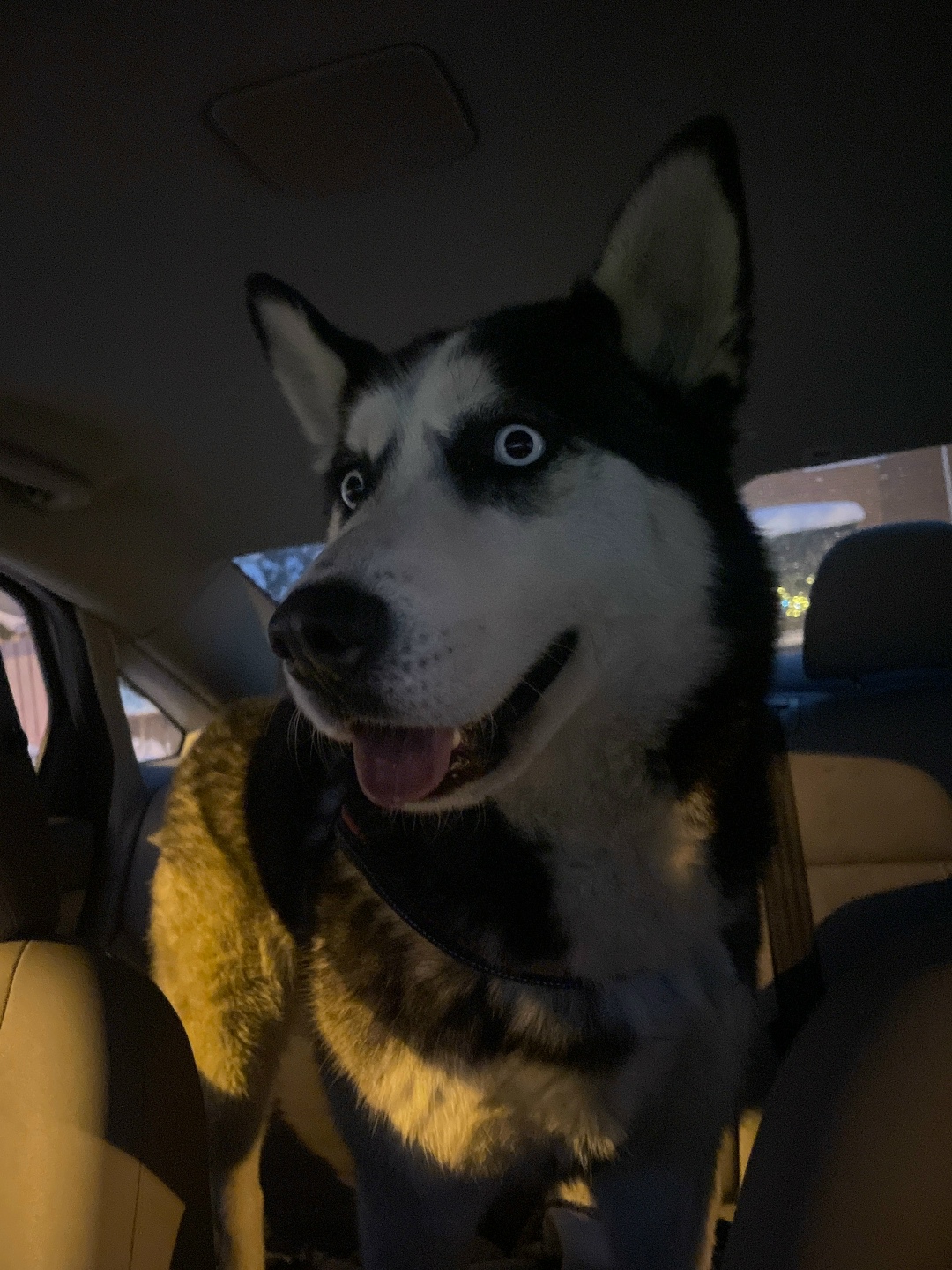 Найдена собака в Подольске — фото объявления