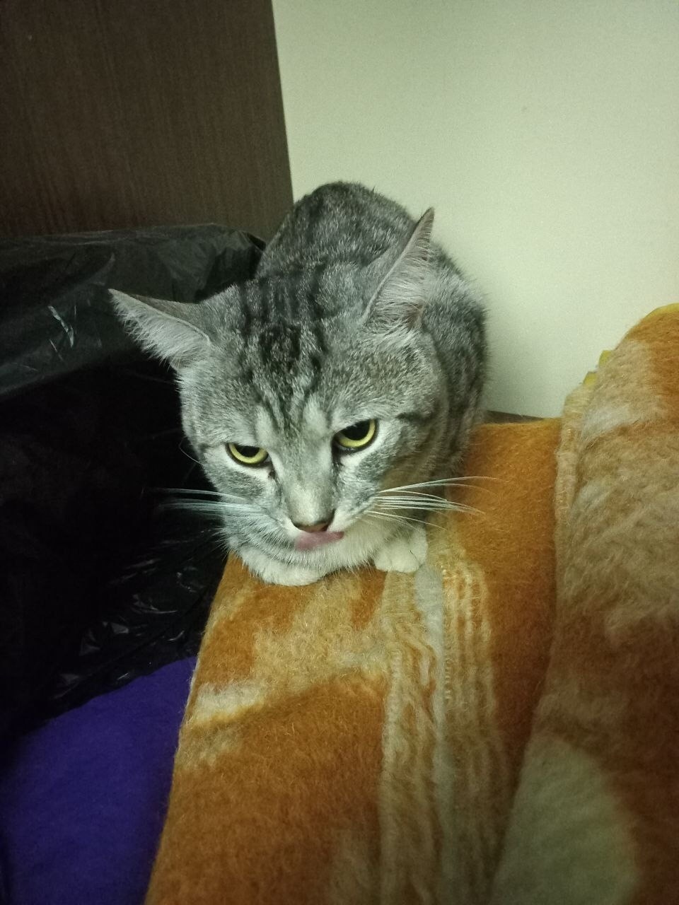 Найдена кошка в Подольске — фото объявления