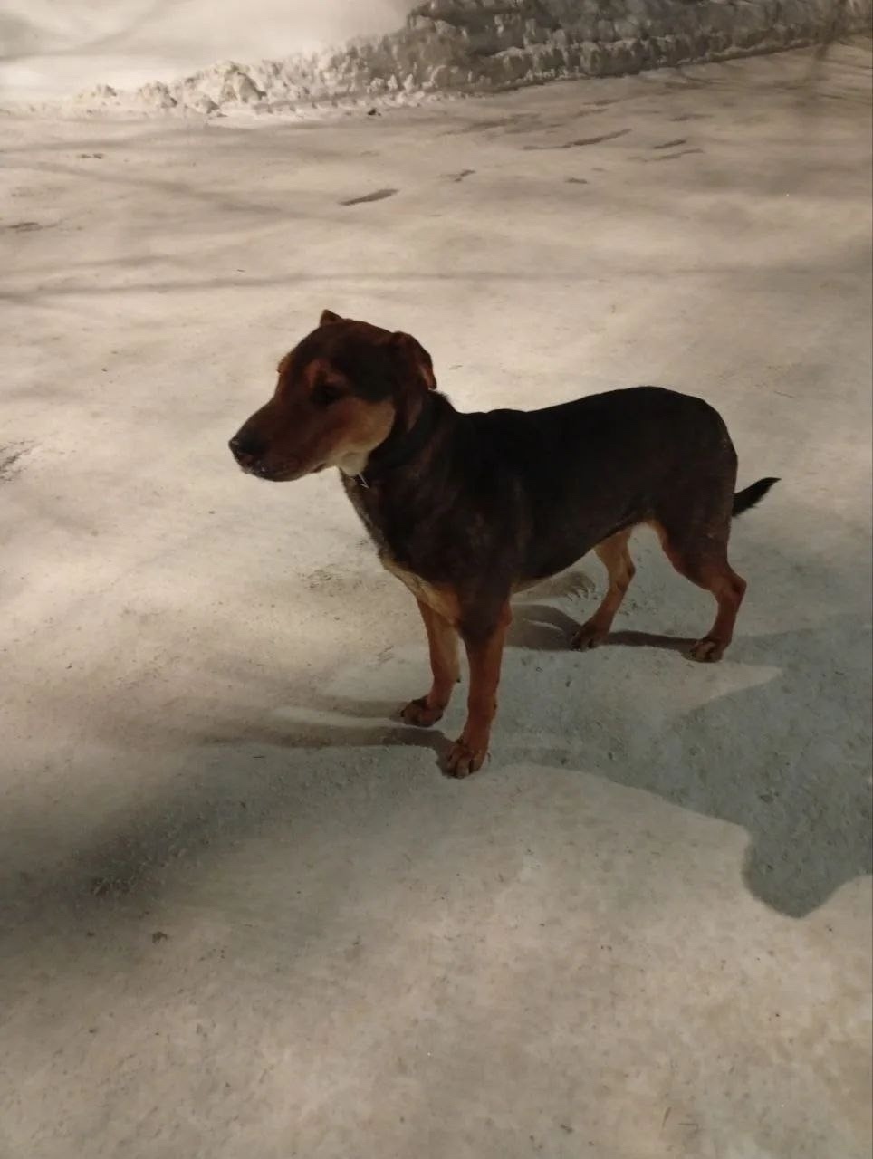 Пропала собака в Подольске — фото объявления