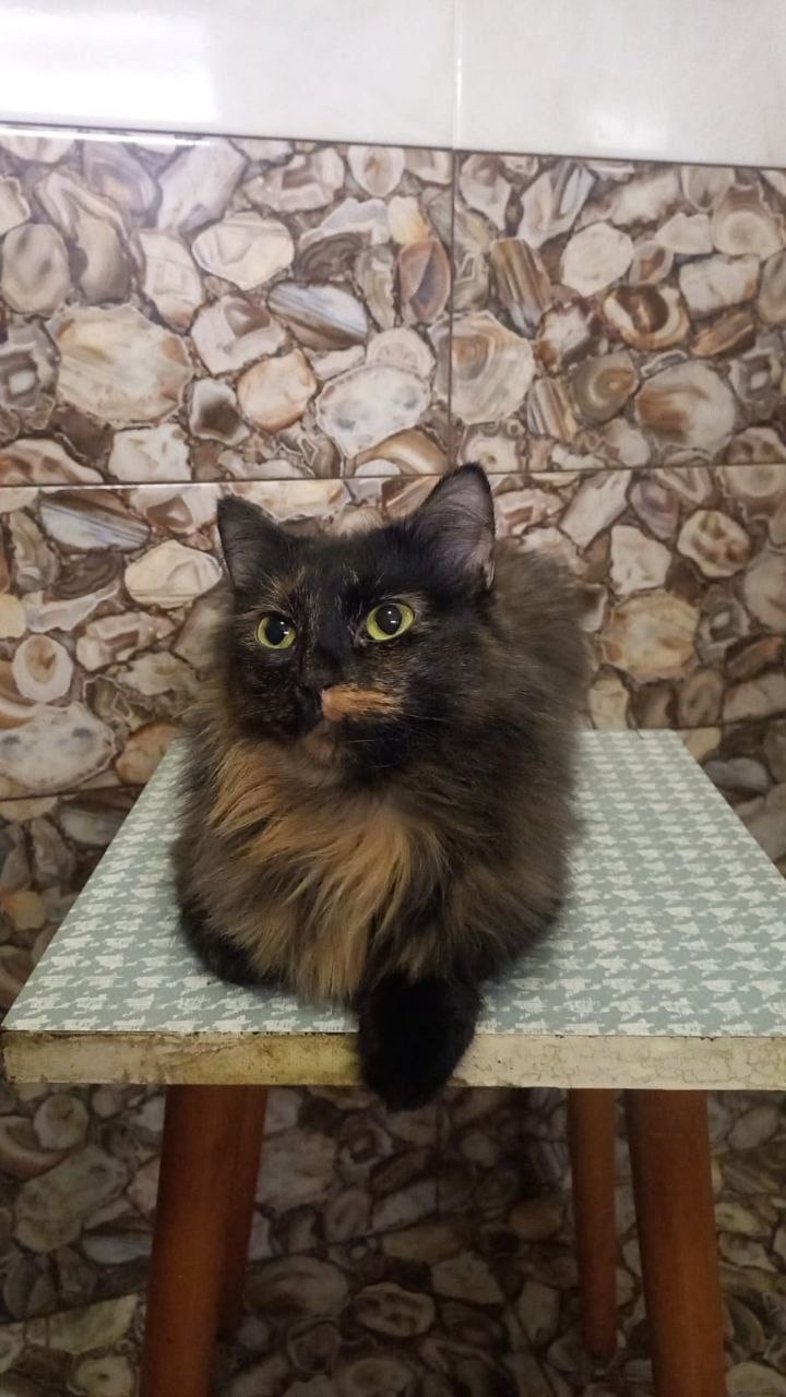 Пропала кошка в Подольске — фото объявления