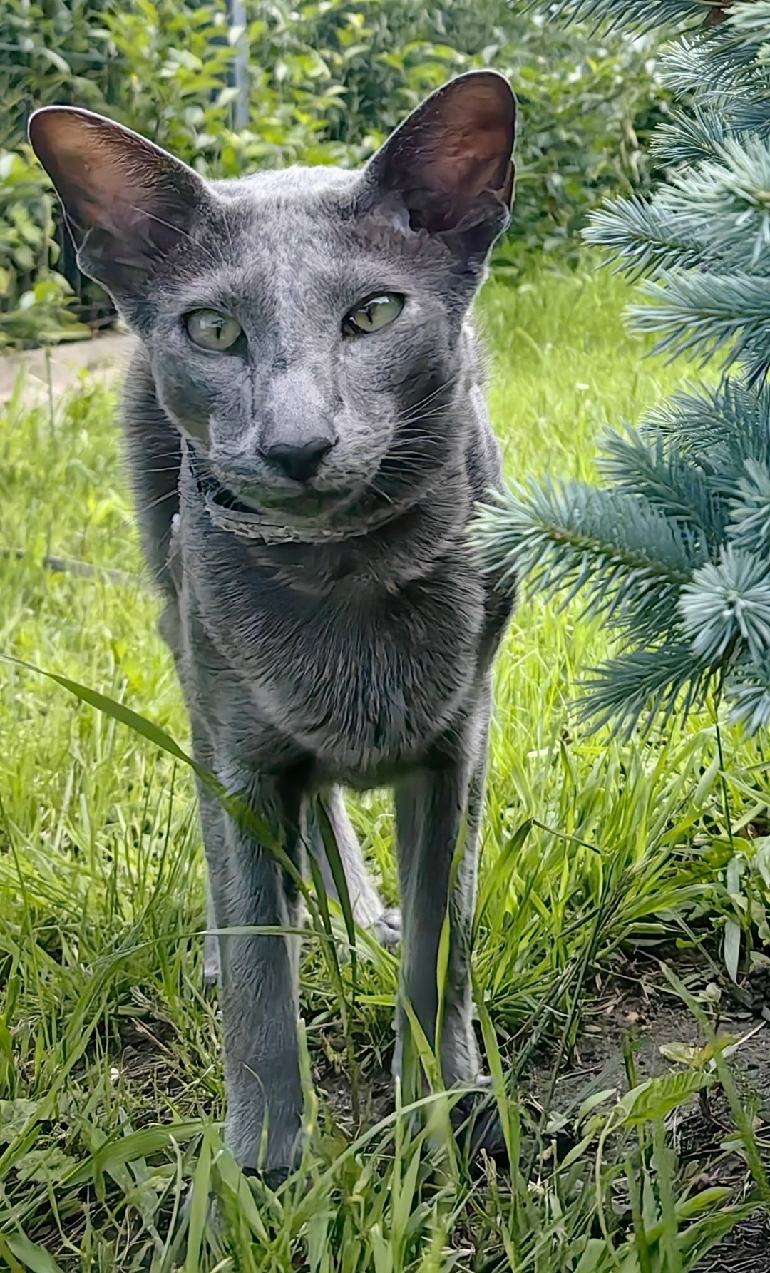 Пропала кошка в Подольске — фото объявления