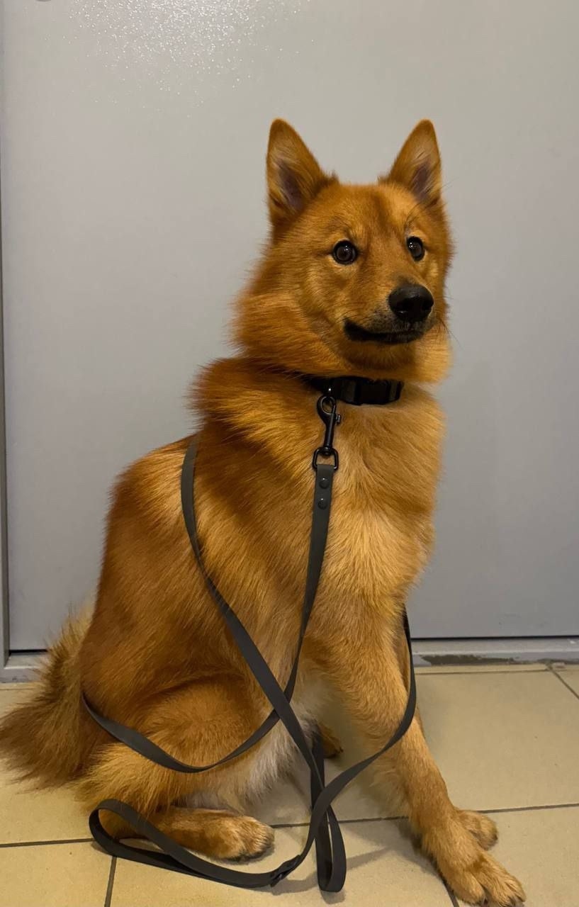 Пропала собака в Подольске — фото объявления