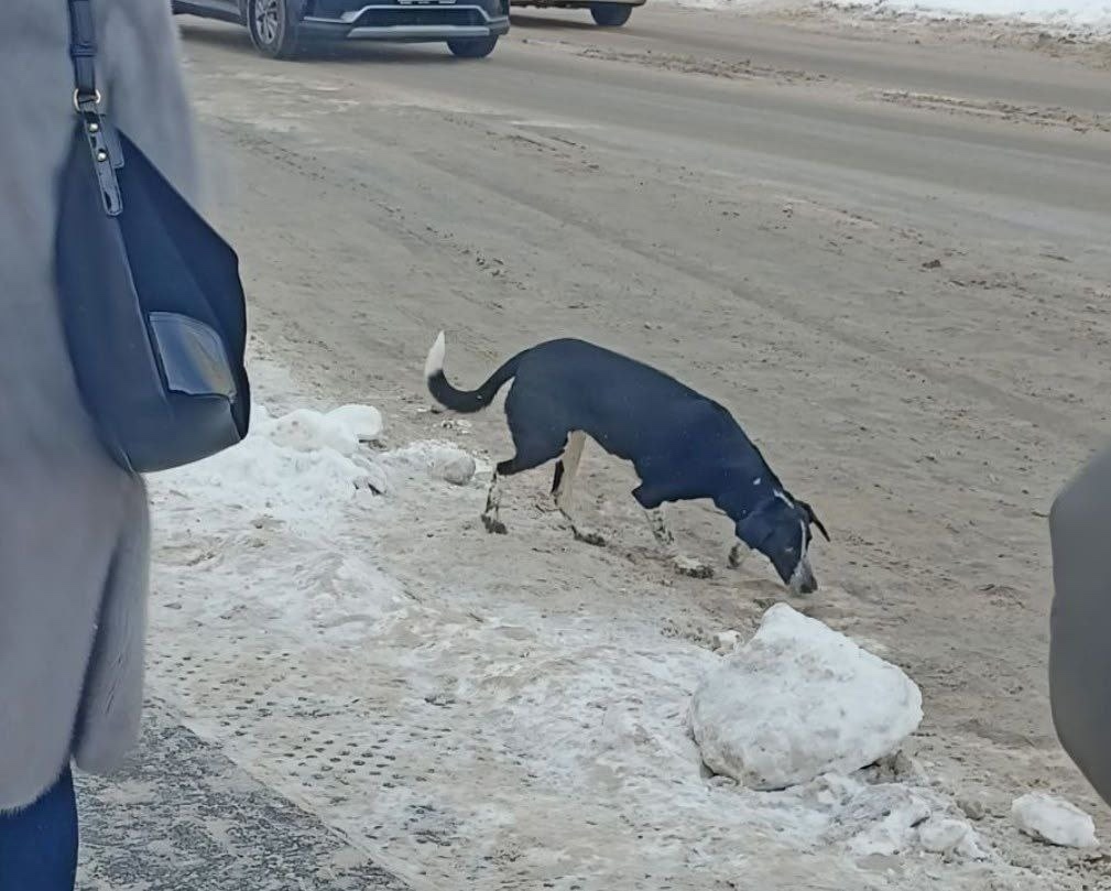 Пропала собака в Подольске — фото объявления