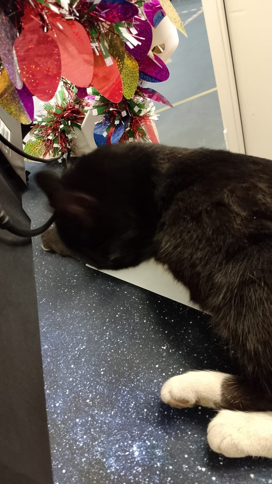 Пропала кошка в Подольске — фото объявления