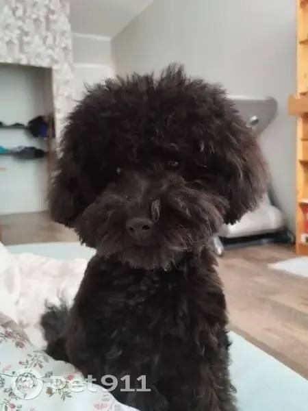 Пропала собака в Подольске — фото объявления