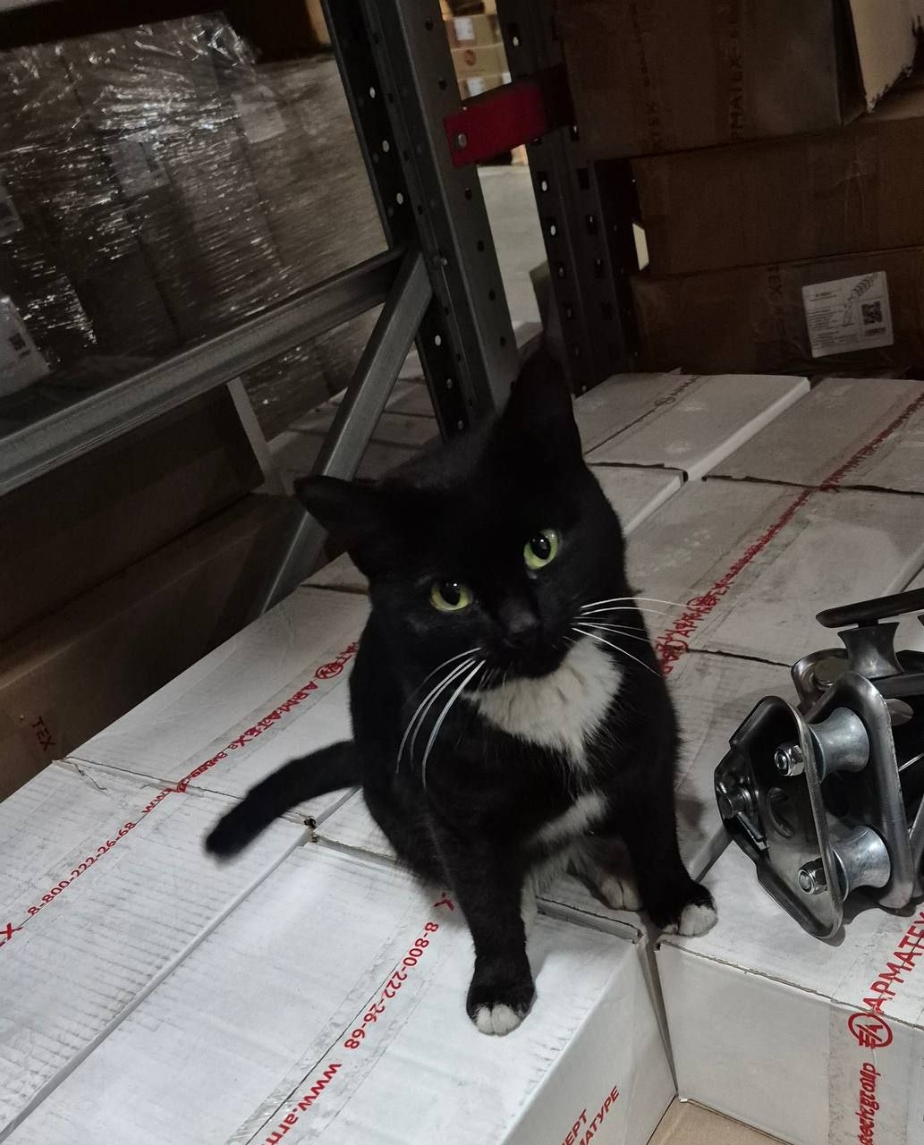 Найдена кошка в Подольске — фото объявления