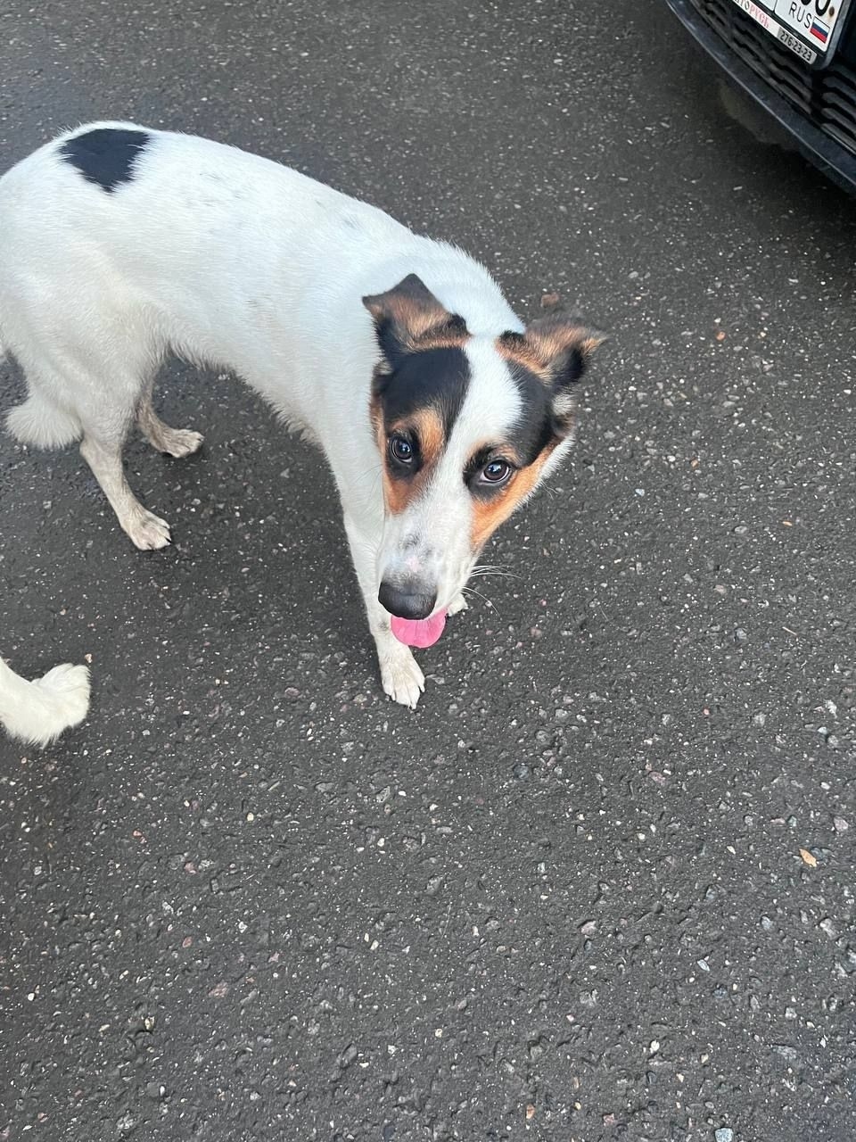 Найдена собака в Подольске — фото объявления