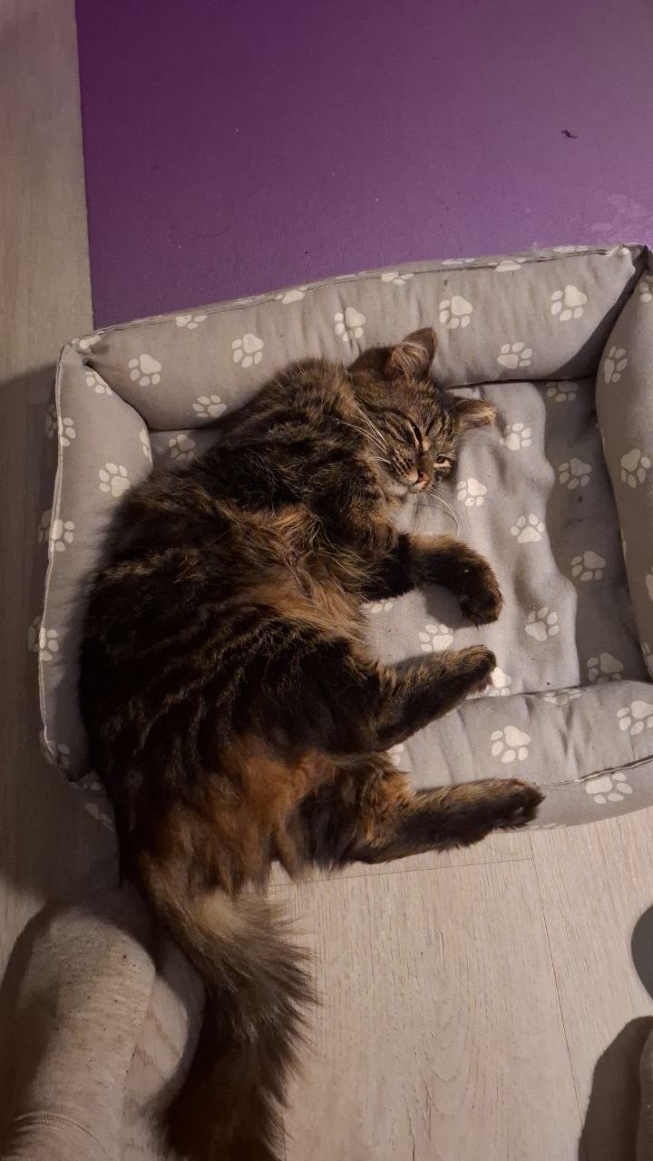 Найдена кошка в Подольске — фото объявления