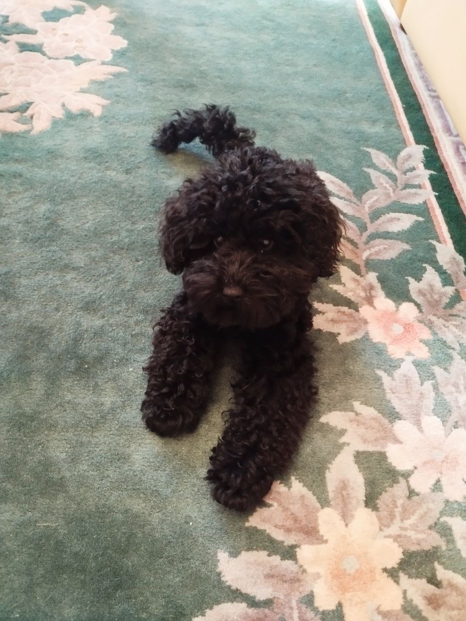 Пропала собака в Подольске — фото объявления