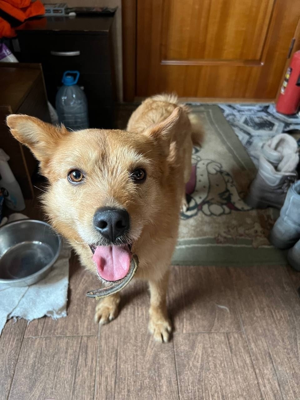 Найдена собака в Подольске — фото объявления