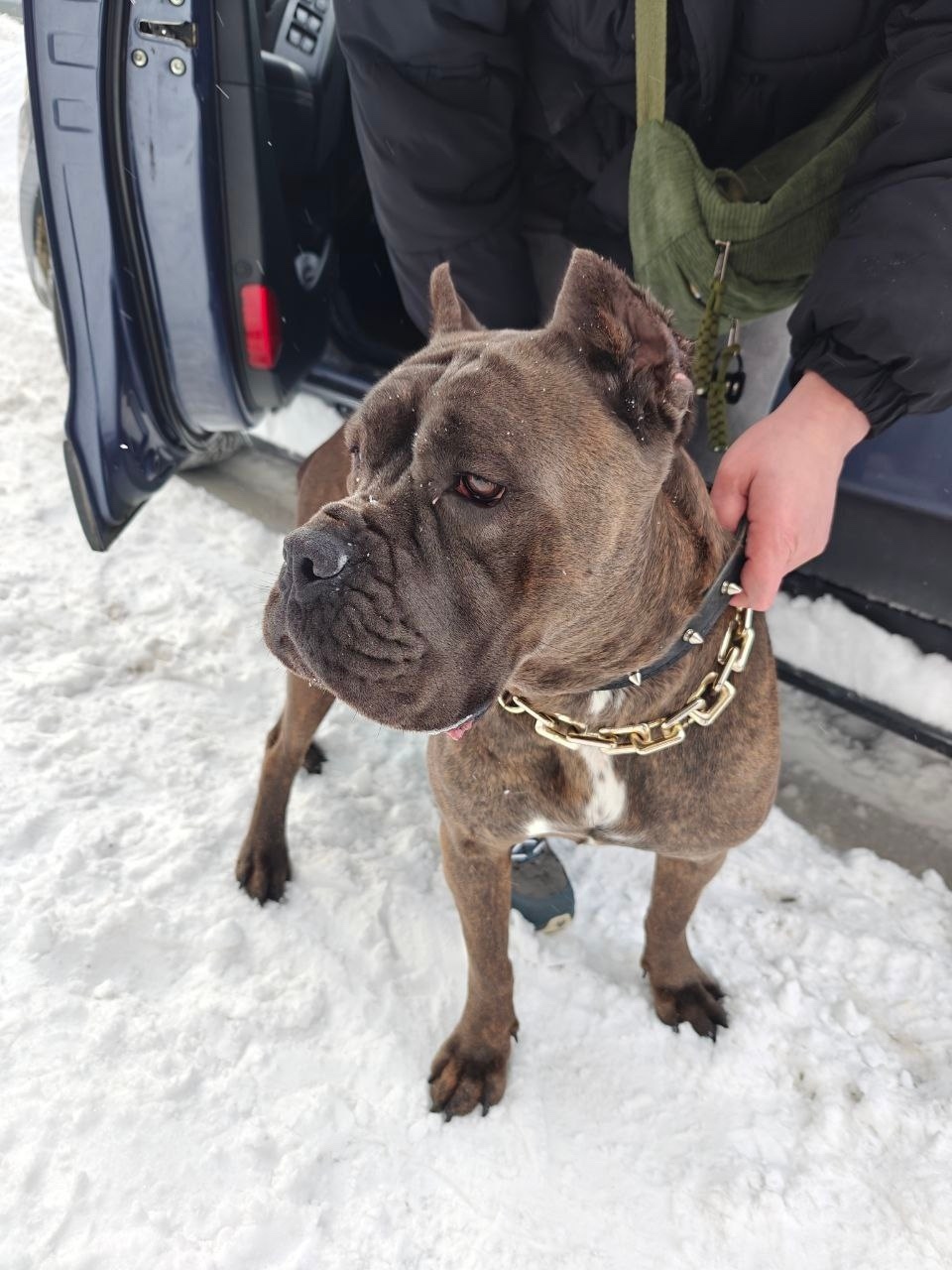 Найдена собака в Подольске — фото объявления