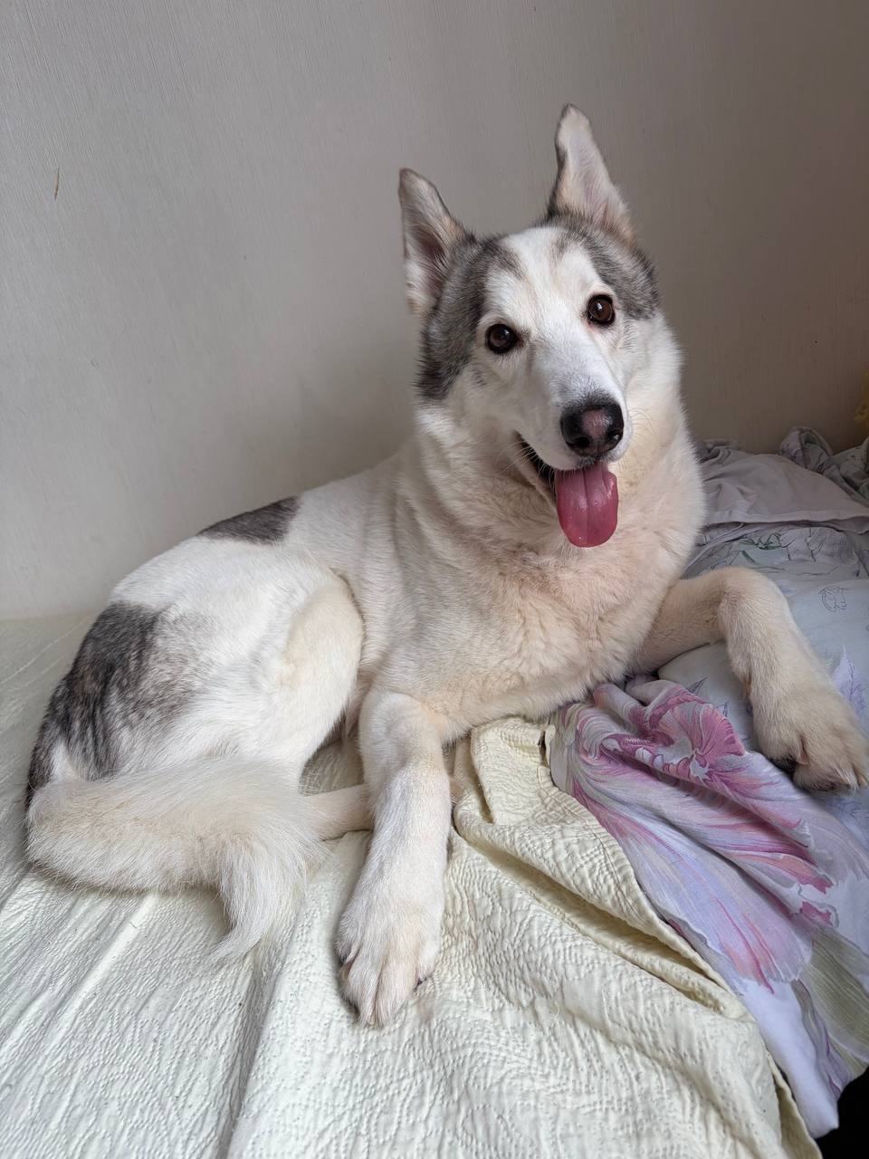 Найдена собака в Подольске — фото объявления