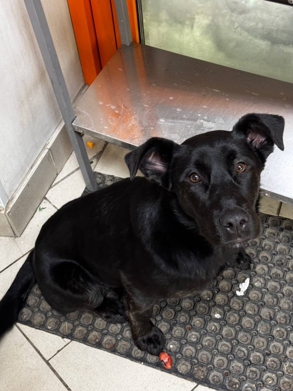 Пропала собака в Подольске — фото объявления