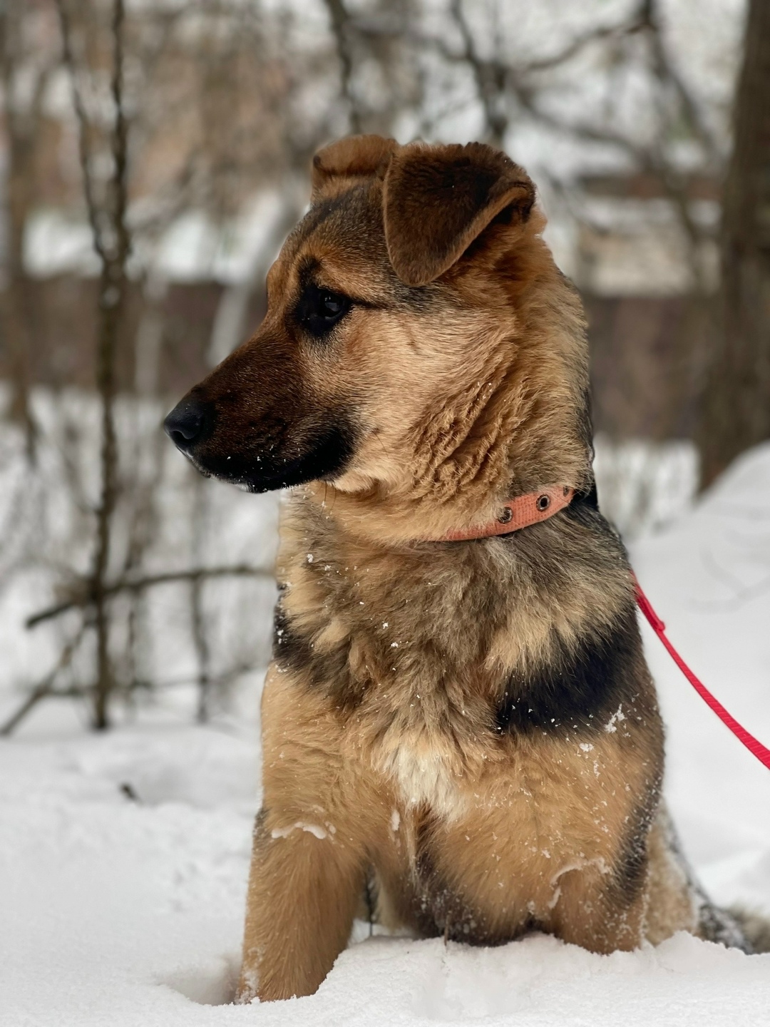 Найдена собака в Подольске — фото объявления