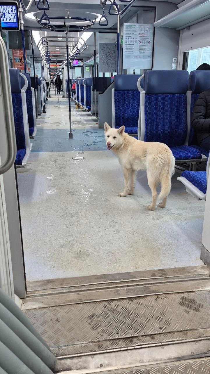 Пропала собака в Подольске — фото объявления
