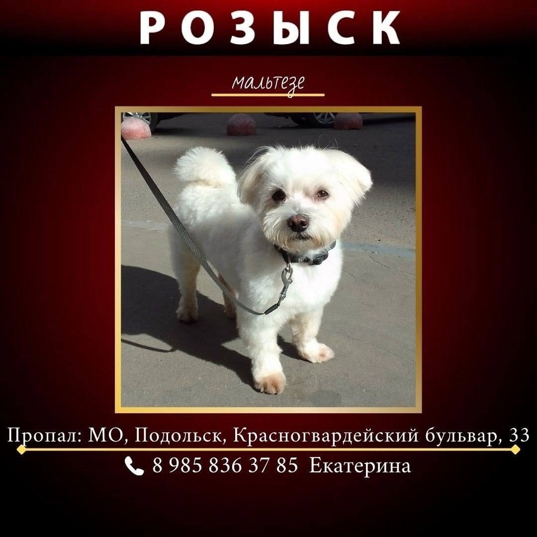 Найдена собака в Подольске — фото объявления