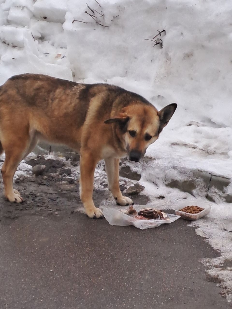 Пропала собака в Подольске — фото объявления