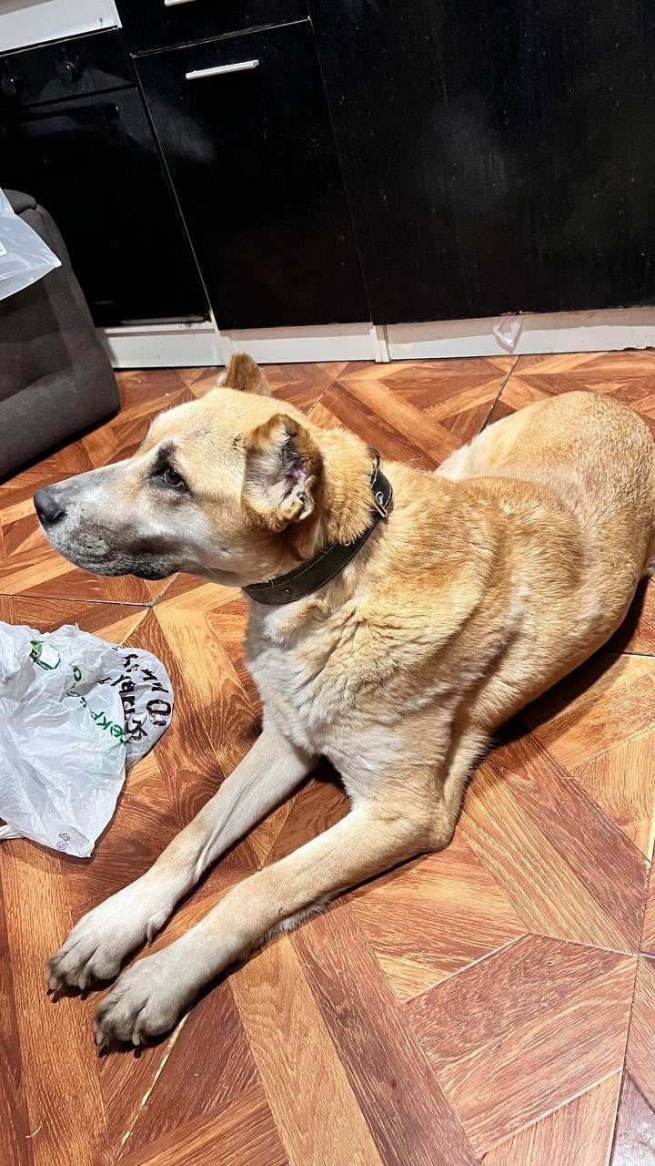 Найдена собака в Подольске — фото объявления