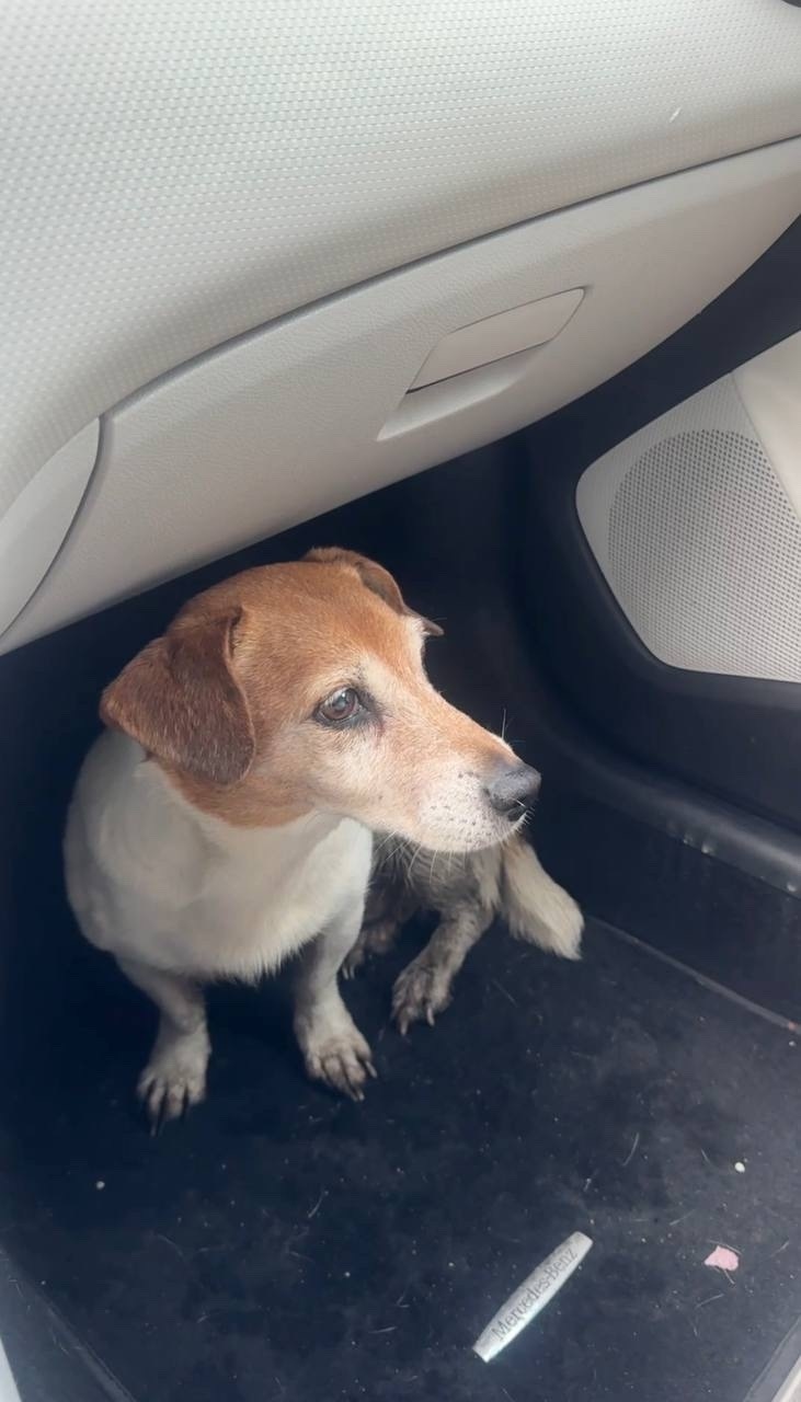 Найдена собака в Подольске — фото объявления