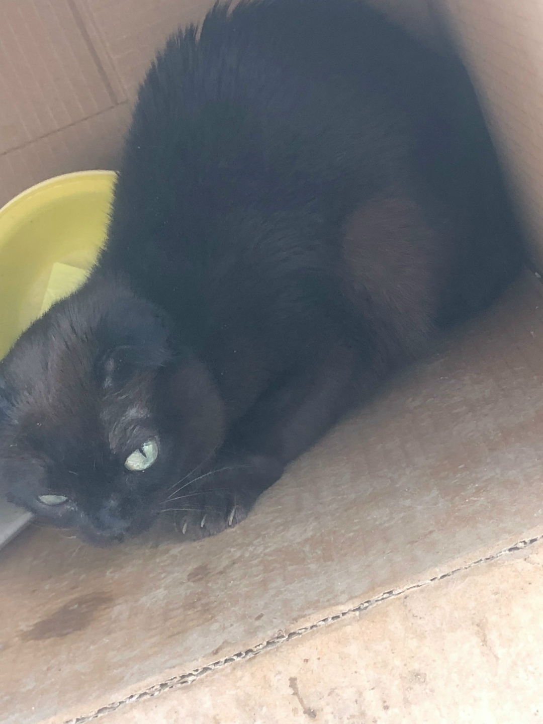 Найдена кошка в Подольске — фото объявления