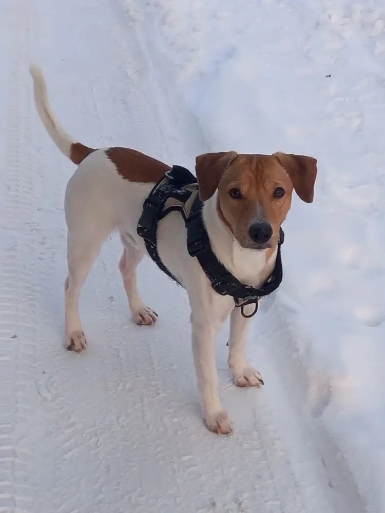 Пропала собака в Подольске — фото объявления