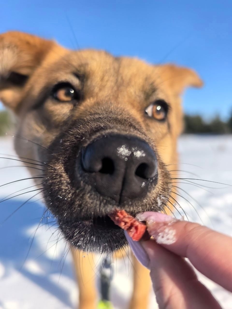 Пропала собака в Подольске — фото объявления