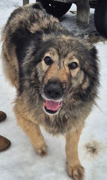 Пропала собака в Подольске — фото объявления