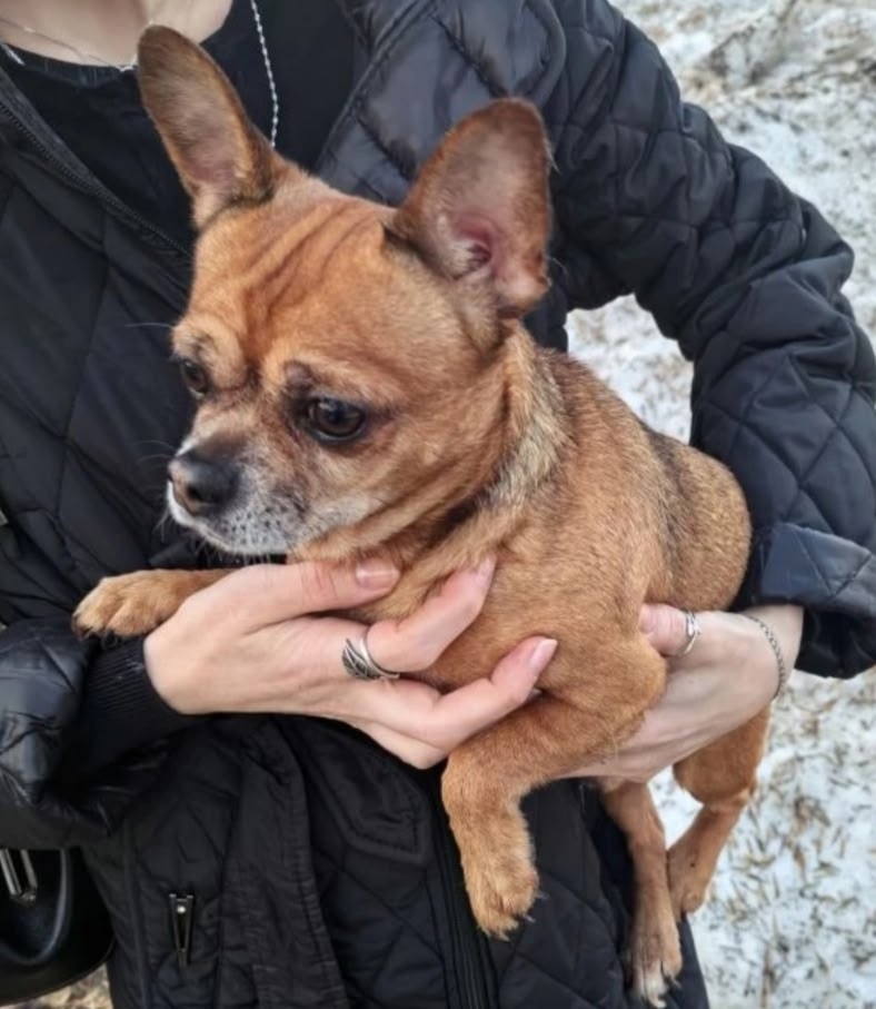 Найдена собака в Подольске — фото объявления