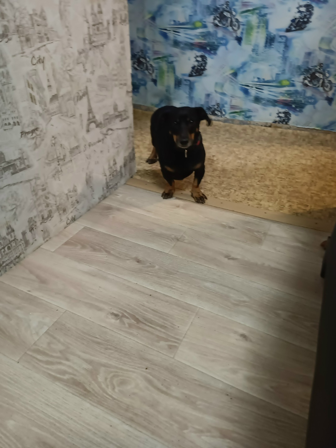 Найдена собака в Подольске — фото объявления