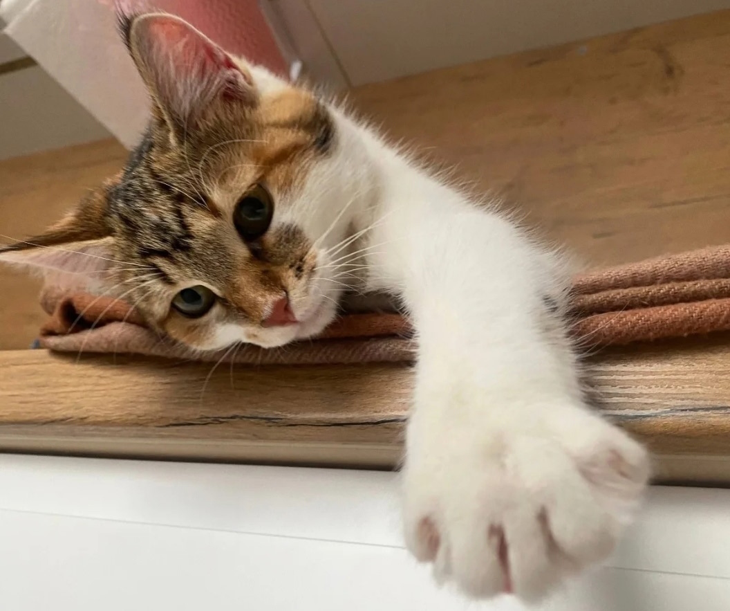 Пропала кошка в Подольске — фото объявления