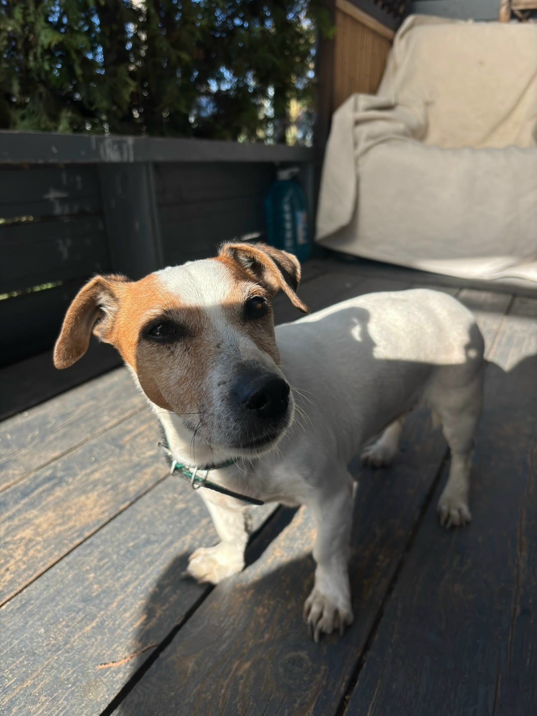 Найдена собака в Подольске — фото объявления