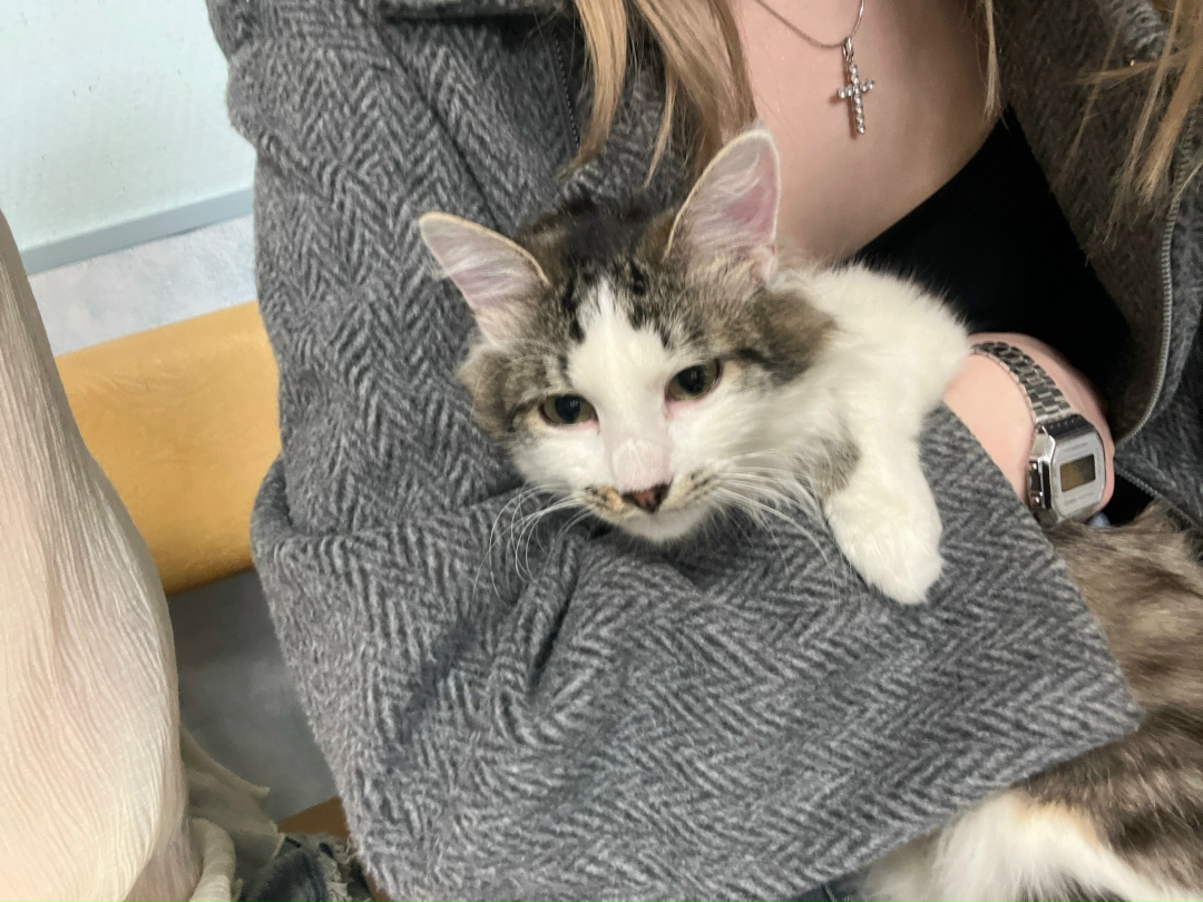 Найдена кошка в Подольске — фото объявления