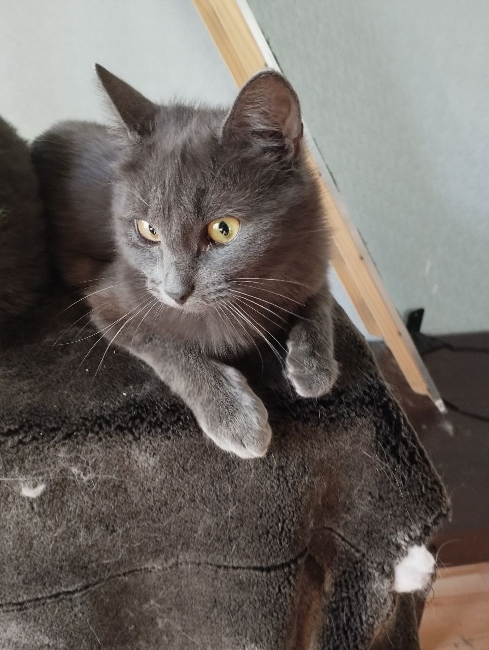 Пропала кошка в Подольске — фото объявления