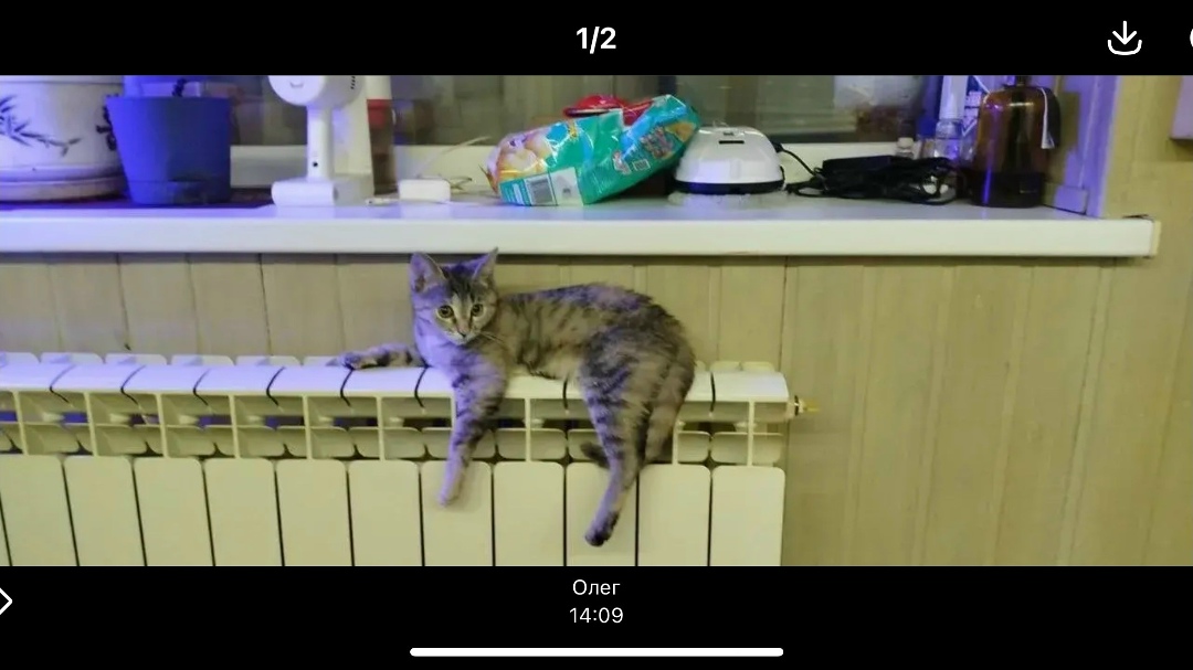 Пропала кошка в Подольске — фото объявления