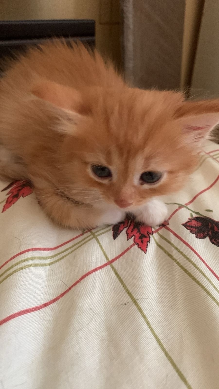 Пропала кошка в Подольске — фото объявления