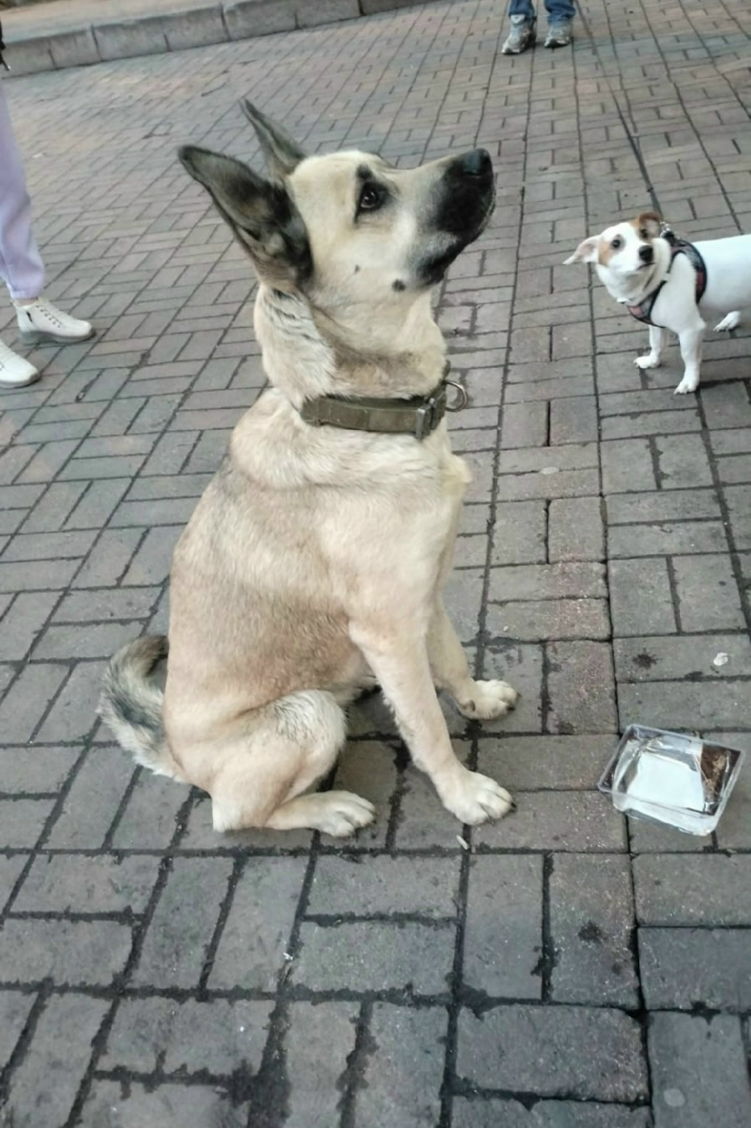 Найдена собака в Подольске — фото объявления