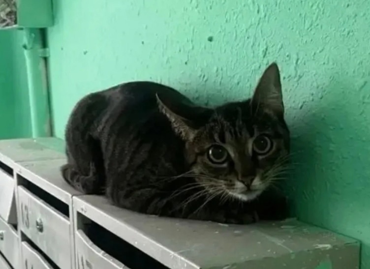 Найдена кошка в Подольске — фото объявления