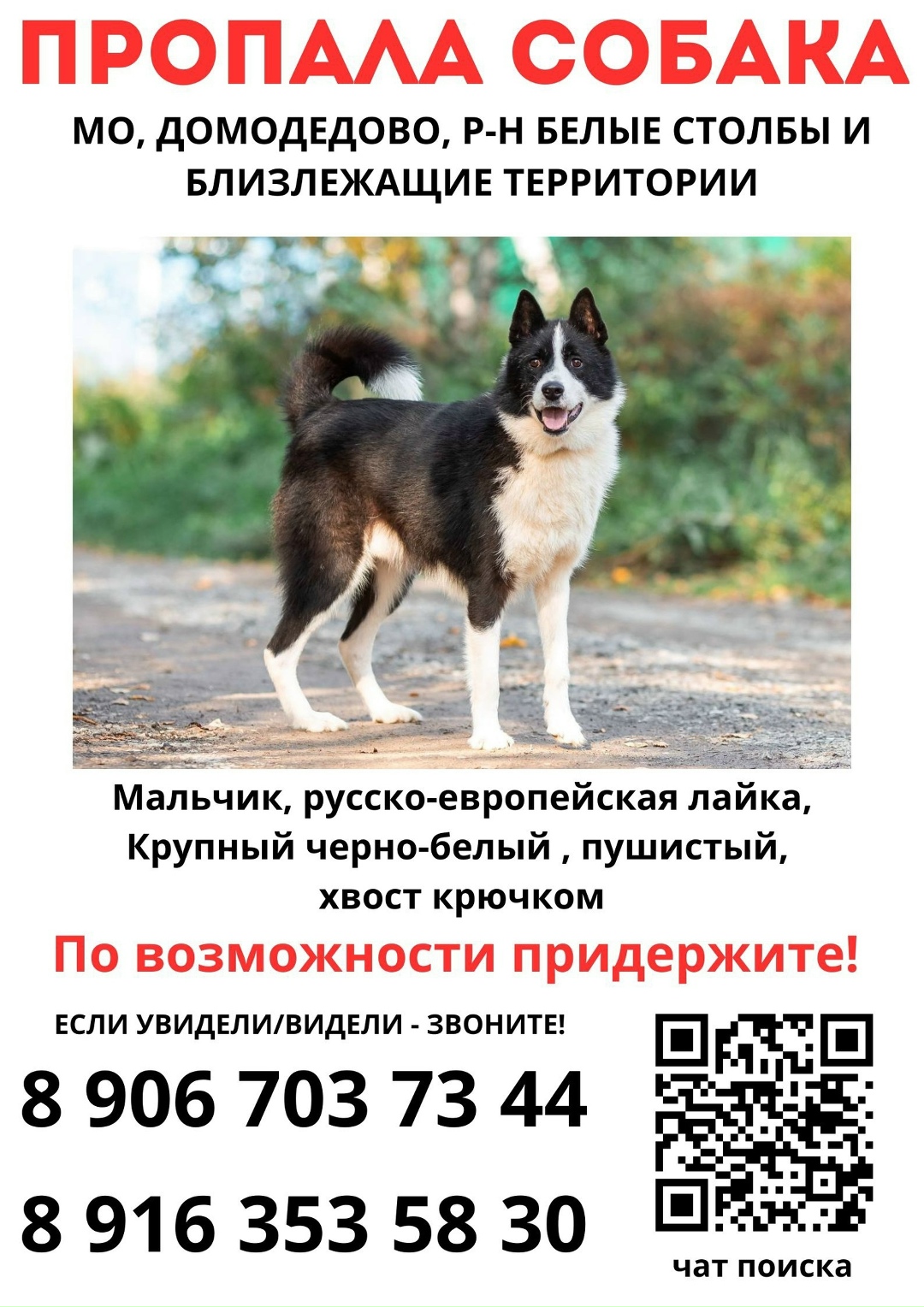 Пропала собака в Подольске — фото объявления