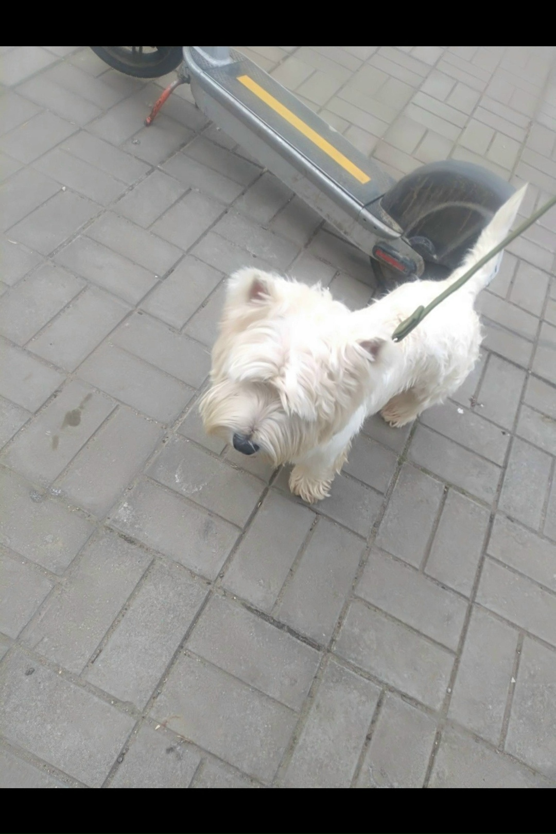 Пропала собака в Подольске — фото объявления