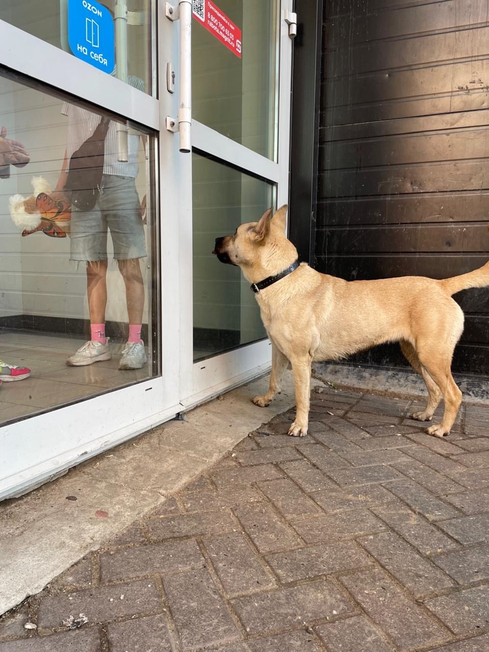 Найдена собака в Подольске — фото объявления